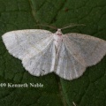 common wave (Cabera exanthemata) Kenneth Noble